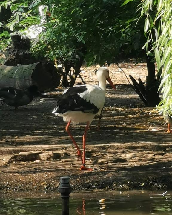 Café Manege im Tierpark Nadermann